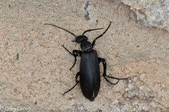 Epicauta segmenta