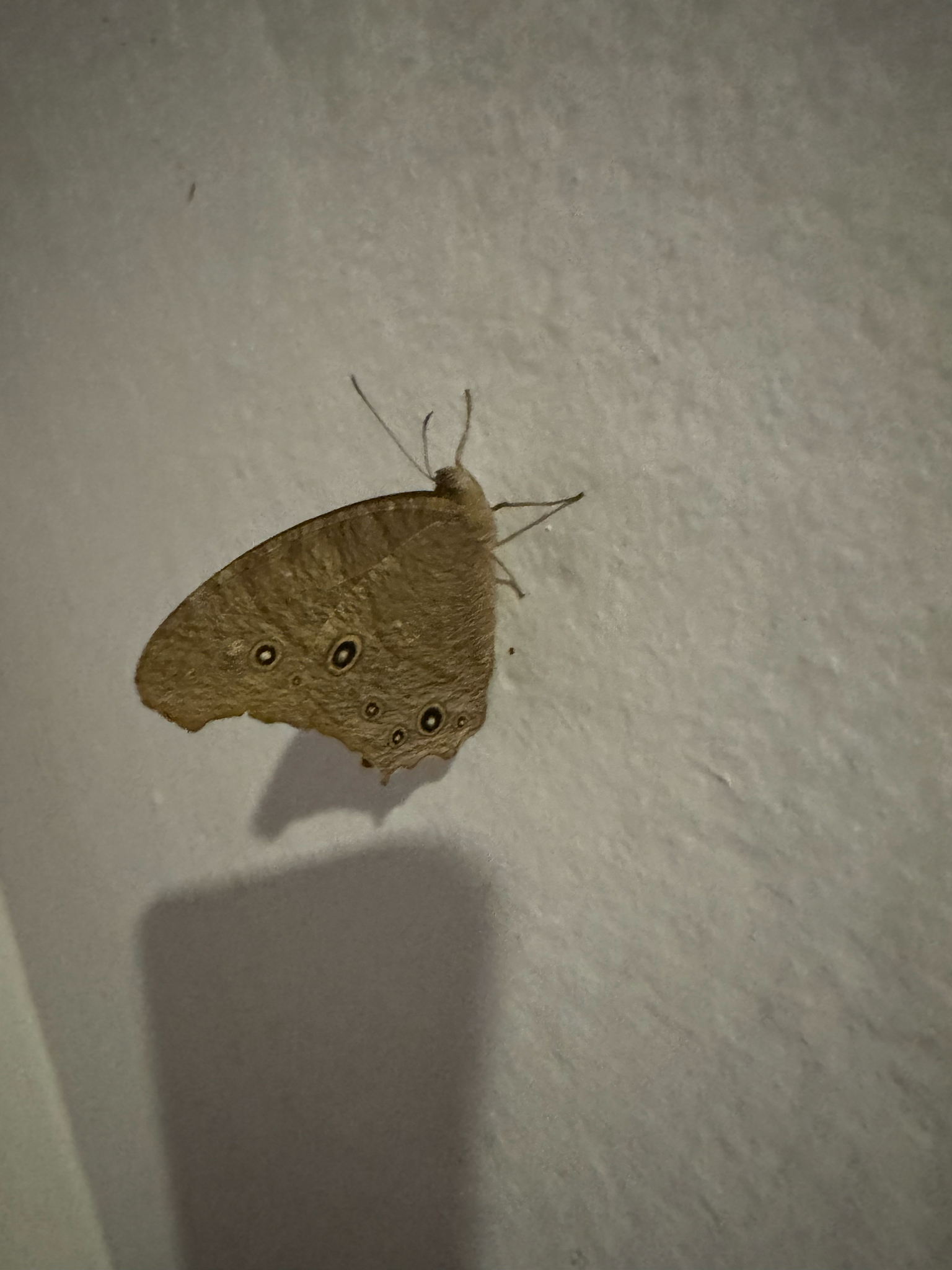 Common Evening Brown