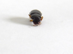 Coleoptera