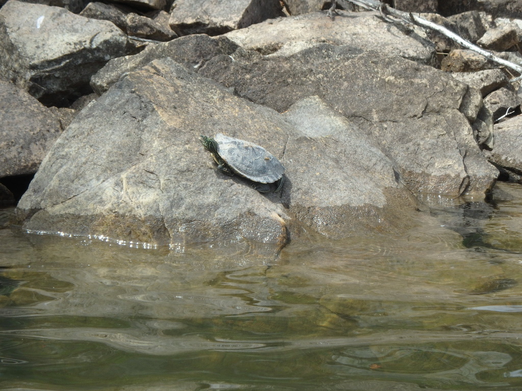 Northern Map Turtle