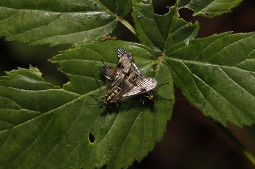 Common European Scorpionfly, Westendorp, Nederland, photo 8 of 10