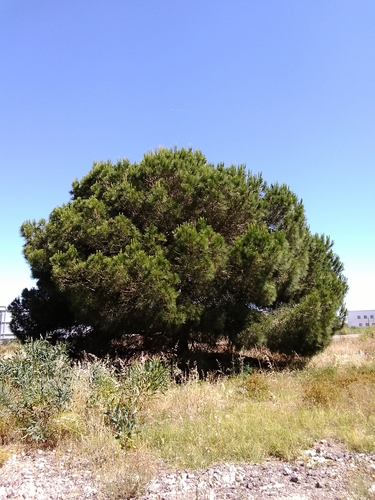Pinus pinea, photographed by an iNaturalist contributor
