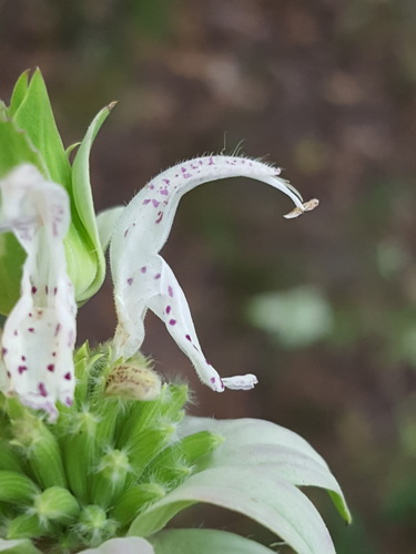 Monarda punctata