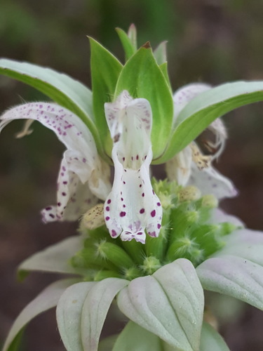 Monarda punctata iNat (3)