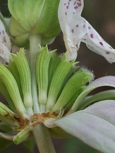 Monarda punctata