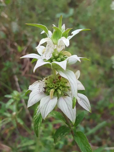 Monarda punctata