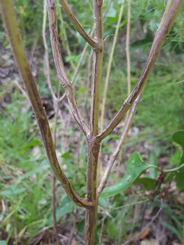 Monarda punctata