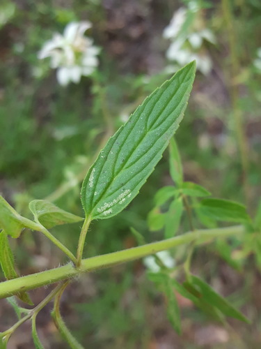 Monarda punctata