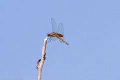 Tramea darwini