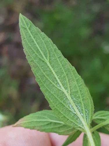 Monarda punctata