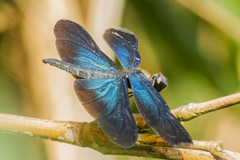 Rhyothemis plutonia