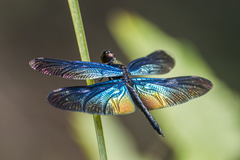 Rhyothemis plutonia