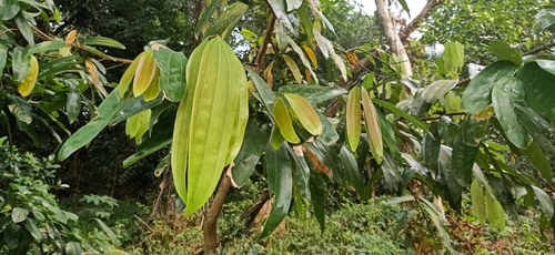 Image of Wild Cinnamon (Cinnamomum iners) by (c) Ong Jyh Seng, some rights reserved (CC BY-SA)