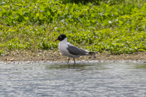 Gaviota pipizcán (Larus pipixcan)
