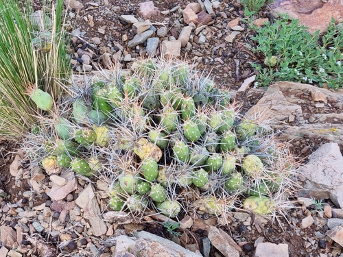Cumulopuntia chichensis, photograph 6