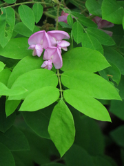Robinia viscosa