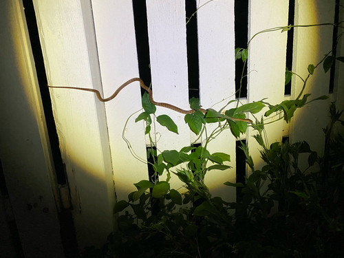 Brown Tree Snake sighting