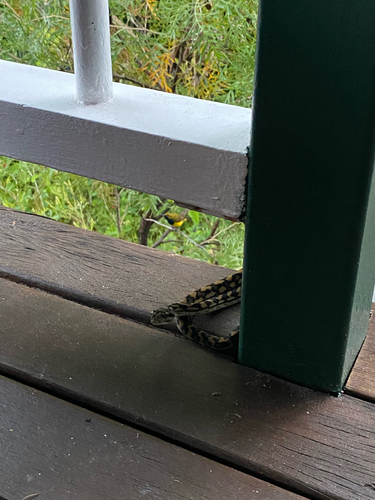 Coastal Carpet Python sighting