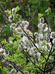 Salix humilis tristis