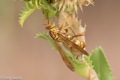 Polistes apachus apachus
