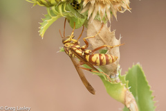 Polistes apachus apachus