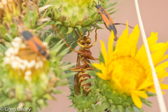 Polistes apachus apachus