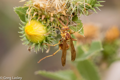 Polistes apachus apachus