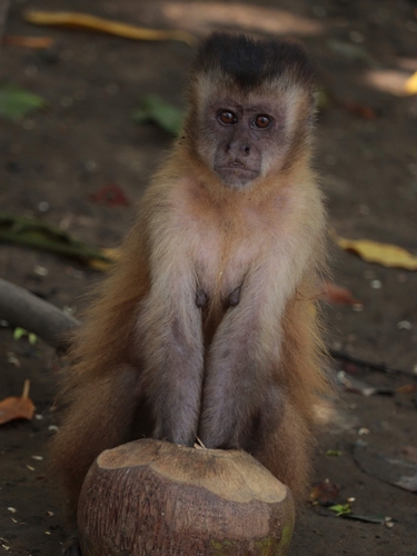 Black-striped Capuchin