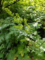 Actaea laciniata