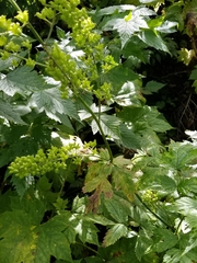 Actaea laciniata