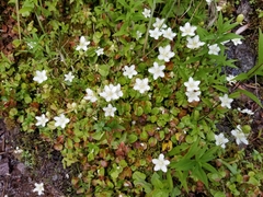 Parnassia cirrata intermedia