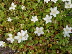 Parnassia cirrata intermedia