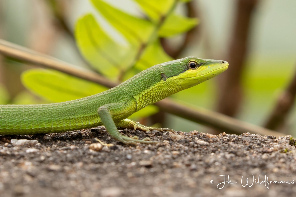 South-East Asian Green Grass Lizard
