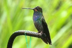 Urochroa bougueri