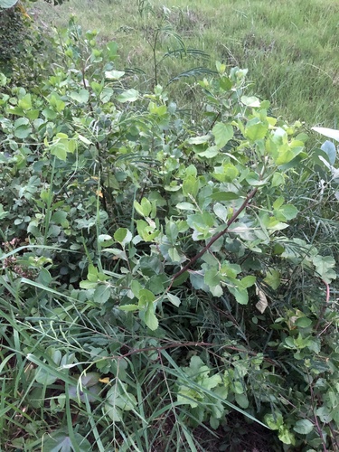 Indian marsh fleabane