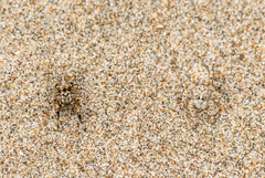 Habronattus amicus