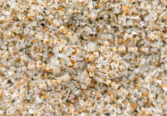 Habronattus amicus
