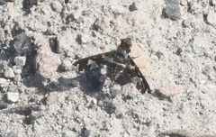 Exoprosopa dorcadion