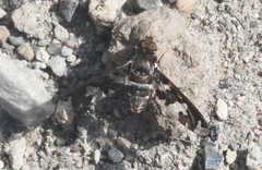 Exoprosopa dorcadion