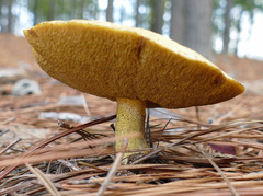 Suillus cothurnatus