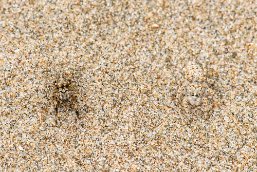 Habronattus amicus