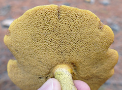 Suillus cothurnatus