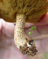 Suillus cothurnatus