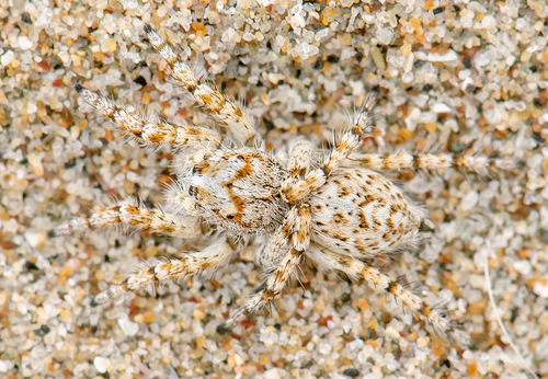 Habronattus amicus