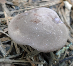 Tylopilus violatinctus
