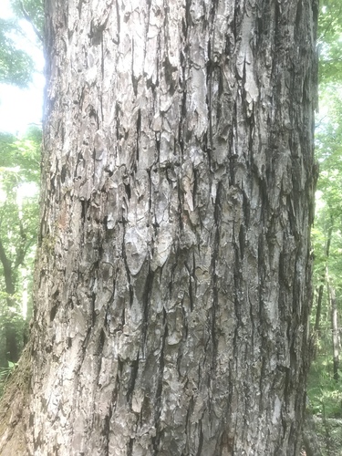 September elm (Ulmus serotina)