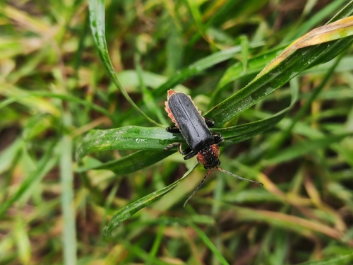 Paprastasis minkštavabalis