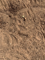 Centruroides sculpturatus