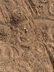 Centruroides sculpturatus