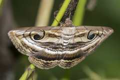 Spirama
